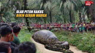 Mengerikan!! Baru Saja Warga Temukan Ular Piton Raksasa Makan Sapi Besar di Kebun Sawit...