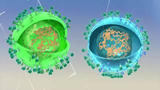 Innovax ND-IBD