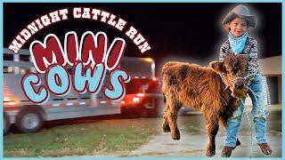 Little Cowboys Midnight Mini Cattle Run! MINIATURE COWS/TRAILER/KIDS/FARM CHORES/PANDAROSA/HIGHLAND