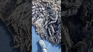 Christmas has a beautiful CVM fleece. Next up to scour today! #cvmsheep #rawwool #handspinners