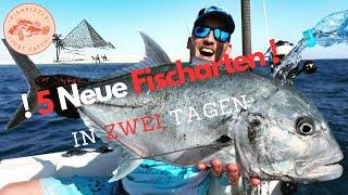 Wir ANGELN im ROTEN MEER ! | FishFizzle