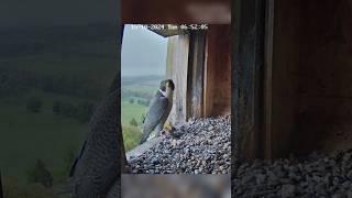 Falcon dad brings prey for babies #falconcam #birds #falcon #breakfast #shorts #feeding