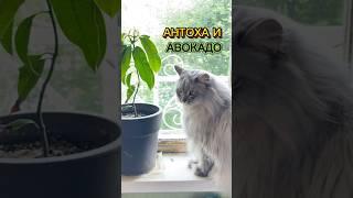 АНТОХА И АВОКАДО  #котантоха кот антон