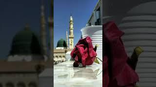 Bokhari#sunni#network#islamic#video