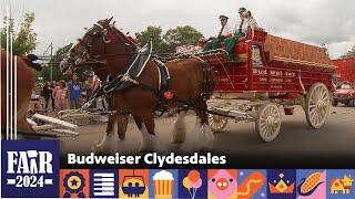 Budweiser Clydesdales – Fair 2024