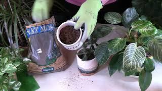 Peat Moss: Why This Soil Additive is Important to Growing Healthy Houseplants