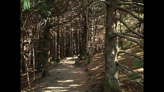 Haunted Tri-Cities: The Ghost Choir of Roan Mountain