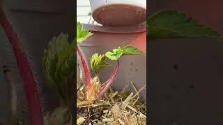 #how to plant bare root strawberries #epic gardening