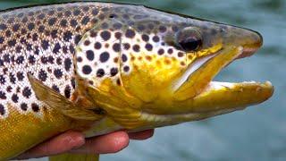 Fishing the BROWN TROUT Capital of the WORLD | Field Trips Arkansas