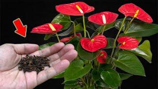 Sprinkle A Little On The Roots Of A Weak Anthurium And It Will Bloom Immediately!