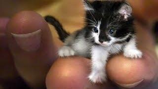 WORLD'S smallest ANIMALS!