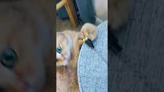 Abrikos loves his cat toys as long as they have bells!
