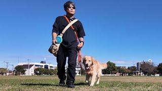 The amazing walk of a 9-month-old puppy. [Golden Retriever Japan]