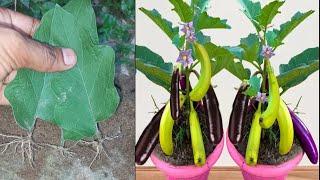 How to grow eggplant tree from leave with alovera at home, growing eggplant product Many fruits