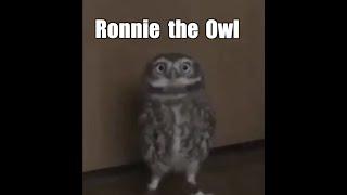 Ronnie the Owl