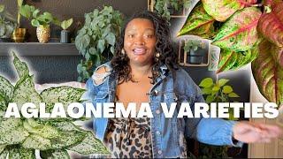 Different Types of Aglaonema | Chinese Evergreen + care tips