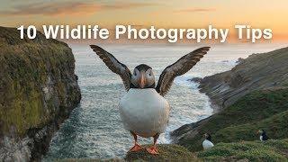 10 Wildlife Photography Tips You Can’t Miss | Nature Photography Tips