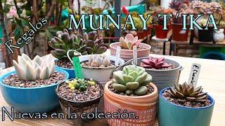 Todas estas bellezas nos trajimos del evento Munay t´ika #suculentas #echeveria #gift #amigos