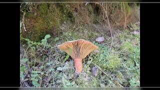 False saffron milkcap / Orange milkcap /  Lactarius deterrimus