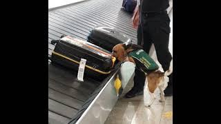 beagle on a duty
