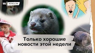 Только хорошие новости недели