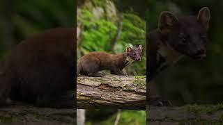 Meet the European Pine Marten | NATURE Shorts | PBS  #animal #naturepbs #pinemarten