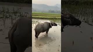 A Sneak Peek at Luang Prabang's Best Sites