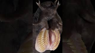 Необычный внешний вид и способности миксины. Самый сопливый житель океана.