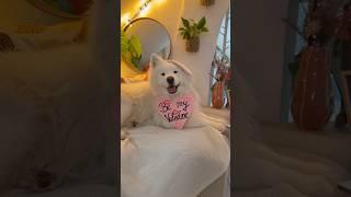 Valentines Day Prank from my dog  #samoyed #dog #prank #valentinesday #fun #comedy