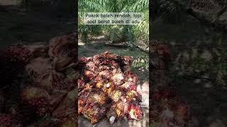POKOK BUKAN SEMBARANG POKOK #lahansawit  #sawit #loading buah
