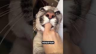  Почему кошки любят сосать пальцы