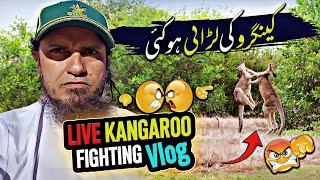 Kangaroo fighting In Jungle - Mufti Tariq Masood Vlog