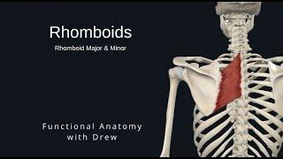 Rhomboids