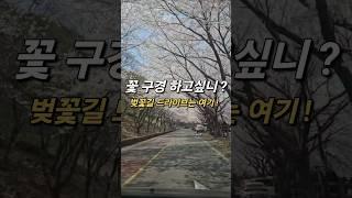 #3대여행 #월아산자연휴양림 #다둥이 #벚꽃맛집