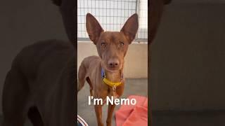 Nemo needs a home!