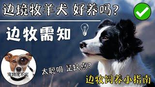 宠物小知识2022 |  边境牧羊犬的优缺点 边牧太聪明是缺点？边牧有多聪明 #边境牧羊犬  #饲养指南 #最聪明狗狗 | 【宠物说不完】