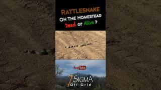 When CITY FOLK encounter their 1st SNAKE on The Homestead#offgrid #homestead #tinyhouse #snake
