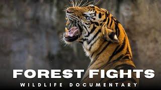 Forest Fights | Wildlife Animal Documentary in Hindi |