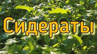 Сидерат. Горчица. Чёрная смородина. Большая польза и Большой вред.