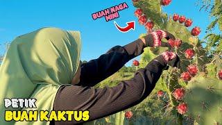 Petik buah kaktus di ladang | Membuat es buah kaktus