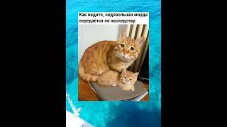 МИНУТКА ХОРОШЕГО НАСТРОЕНИЯ ТУТ