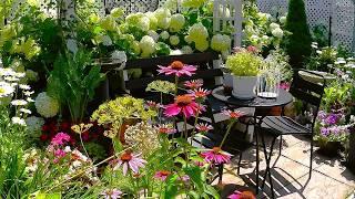 Beautiful Plants and Flowers Small Garden Tour #garden #gardening #gardentour #plants #flowers  #new