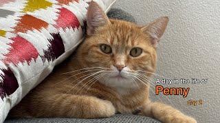 A day in the life of Penny the Ginger Cat - Day 2