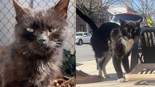 Rescuing a senior street cat (and more)