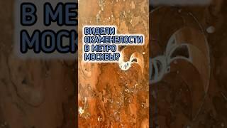 ВИДЕЛИ ОКАМЕНЕЛОСТИ в МЕТРО?  "Площадь Ильича"