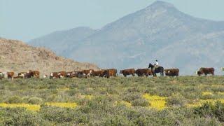 Public Lands Council Advocating for Western Ranchers