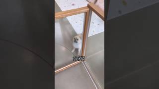 미용실 데리러 온 엄마 반기기