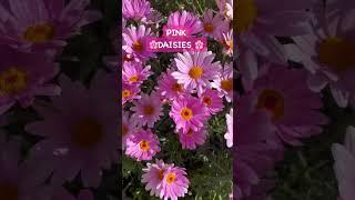 #pinkdaisies #daisies #flower #beautiful #pink #shortvideo #sydney #australia #wondering #nature