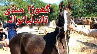 Horse Mandi Tandlianwala