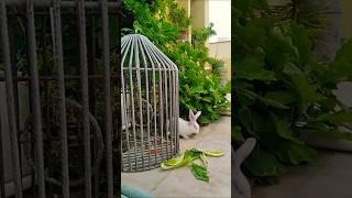 Terrace garden #flat #muscat #rabbit #gardendesign #pets